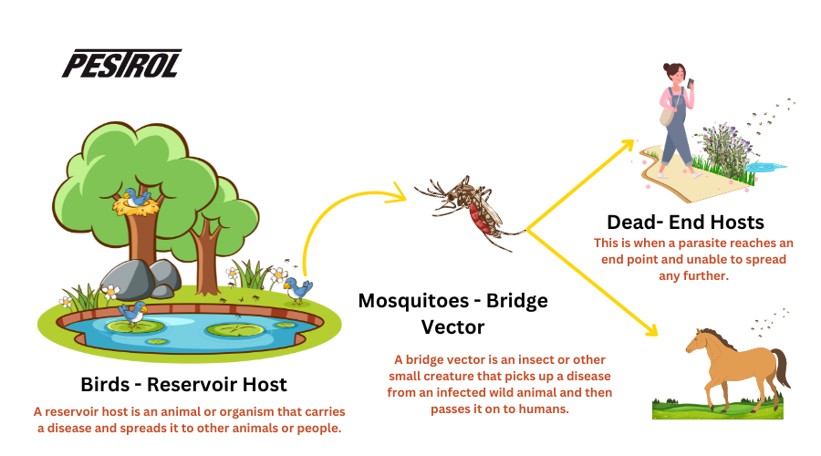 Eastern Equine Encephalitis (EEE)