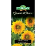 DT Brown Grower's Choice Sunflower Double Delight