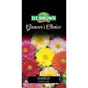 DT Brown Grower's Choice Dahlia Pompon Mix