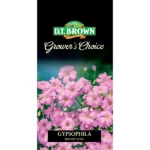 DT Brown Grower's Choice Gypsophila Bright Rose