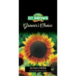 DT Brown Grower's Choice Sunflower Golden Prominence