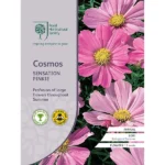 RHS Cosmos Sensation Pinkie