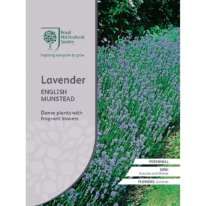 RHS Lavender English