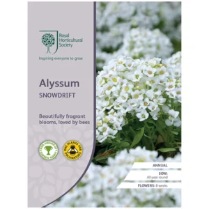 RHS Alyssum Snowdrift