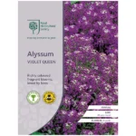 RHS Alyssum Violet Queen