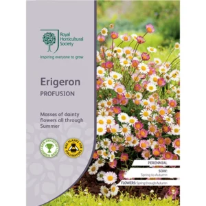 RHS Erigeron Profusion