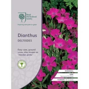 RHS Dianthus Deltoides, vibrant pink ground cover