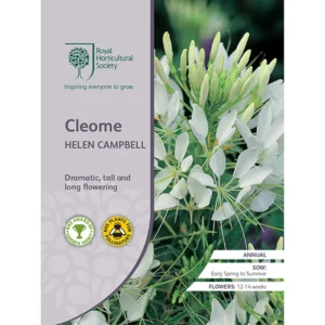 RHS Cleome Helen Campbell, tall white flowering annual