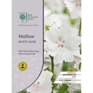 RHS Mallow White Musk, tall white flowering perennial