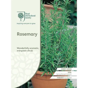 RHS Rosemary, aromatic evergreen herb for pots and gardens