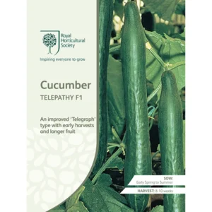 RHS Cucumber Telepathy, improved Telegraph type with high yields