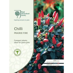 RHS Chilli Prairie Fire, compact chilli variety for patio pots