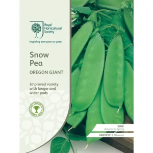 RHS Snow Pea Oregon Giant, improved snow pea with larger, sweeter pods