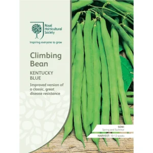 RHS Climbing Bean Kentucky Blue, improved disease-resistant climbing bean