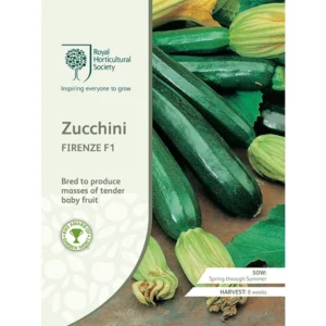 RHS Zucchini Firenze F1, prolific zucchini with tender baby fruits.