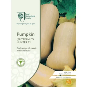 RHS Pumpkin Butternut Hunter F1, early crops of sweet, medium-sized fruits.