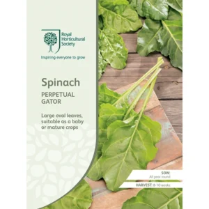 RHS Spinach Perpetual Gator, large dark leaves for a long-lasting crop