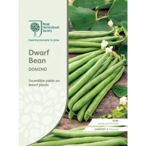 RHS Dwarf Bean Domino, high-yielding variety with compact growth