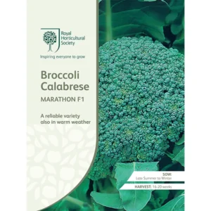 RHS Broccoli Calabrese Marathon F1, reliable variety for warm weather