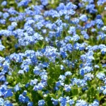 A vibrant patch of blooming forget-me-not flowers, showcasing their delicate blue petals."