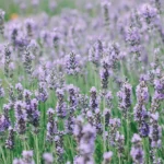 A vibrant lavender field in full bloom with aromatic purple flowers swaying in the breeze