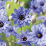 RHS Catananche Cupid's Dart Flower Grow Kit - A complete gardening kit to grow elegant lavender-blue flowers, perfect for adding charm to gardens or home decor