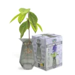 Avocado seed sprouting in a clear grow vase with roots and leaves visible, accompanied by the grow kit packaging