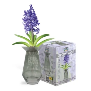 Hyacinth bulb in a grow vase with blooming purple flowers, accompanied by the grow kit packaging