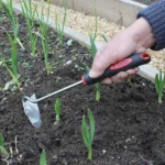 Stainless steel garden hoe in use, cultivating soil around young plants in a garden bed.