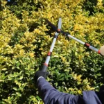 Long-handled garden shears trimming a bright yellow-green hedge, showcasing precision cutting and ergonomic design.