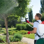 Person using the Solo 425 Backpack Sprayer for tree spraying in a garden setting.