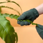 Close-up of green gardening gloves in use, handling a plant leaf with precision and care.