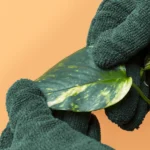 Green gardening gloves gently holding a plant leaf, showcasing flexibility and soft grip for delicate plant care.