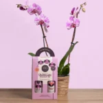 Orchid Care Essential Kit by Wild the Water displayed next to a blooming orchid, including spray and nutrient solutions for orchid health.