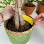 Inserting a We The Wild sticky yellow pest trap into a plant pot to control flying plant pests like fungus gnats.