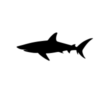 Silhouette of a shark for shark repellent products category.