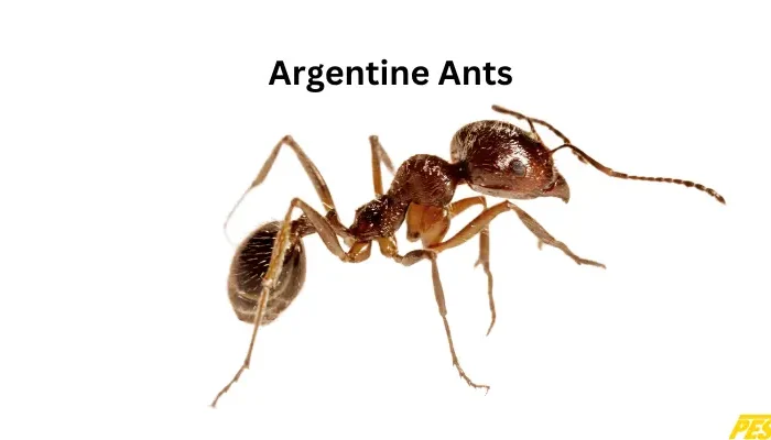 Close-up of an Argentine ant, a common pest in homes and gardens, featured in Pestrol's guide to ant control solutions