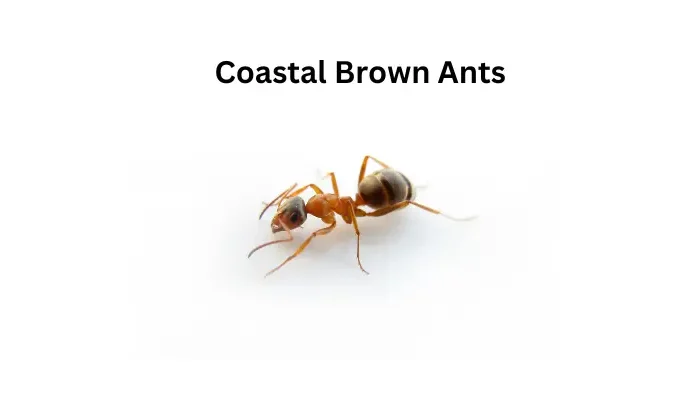 Coastal Brown Ants (2)