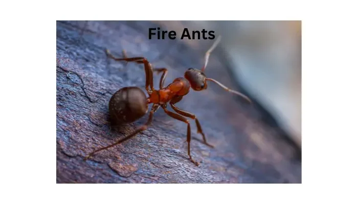 Fire ants