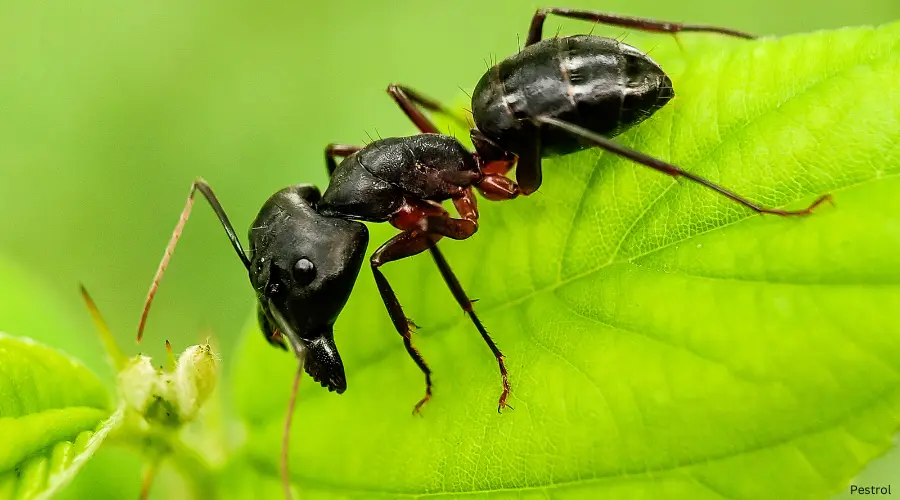 Black ant on a green leaf - How to get rid of ants naturally and effectively