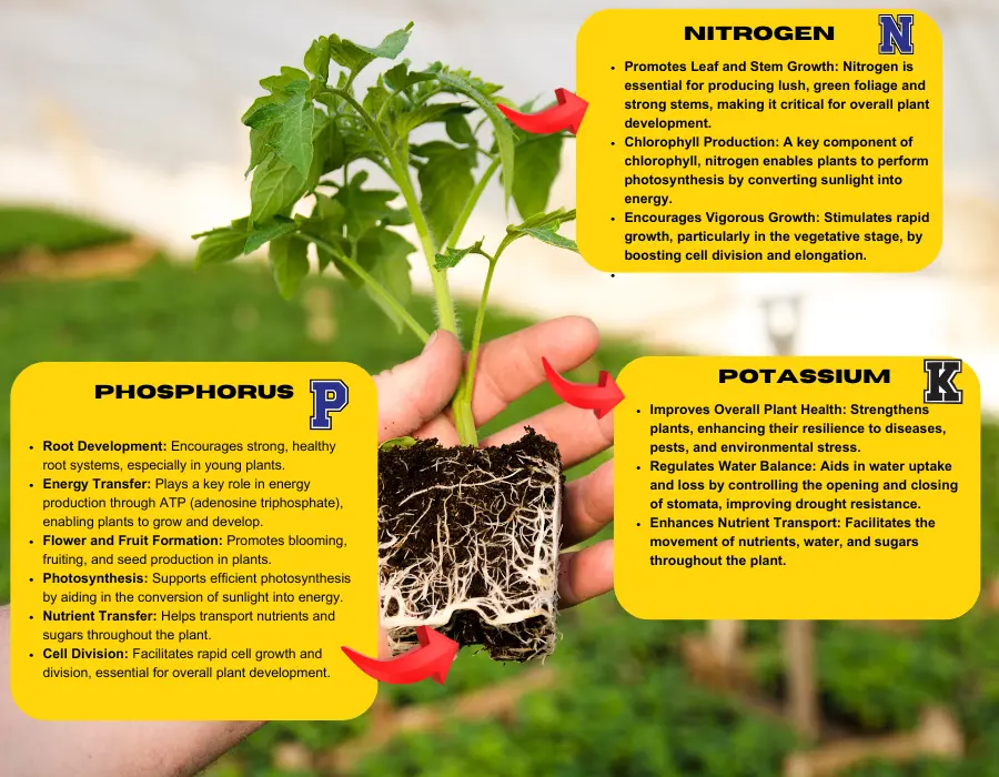 NPK fertiliser guide showing nitrogen, phosphorus, and potassium ratios for plant nutrition