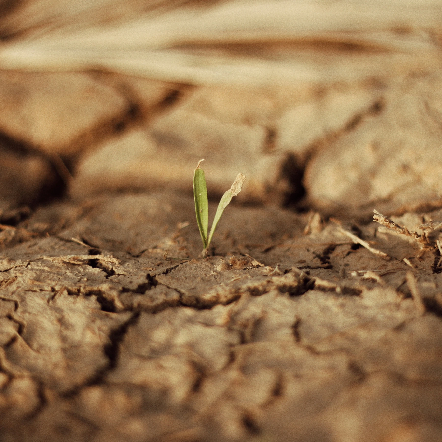 How soil wetters work: Visual guide showing dry soil before soil wetter application. Learn how best soil wetters improve soil moisture retention in hydrophobic conditions.