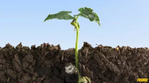 Soil wetter guide showing healthy root system development. Cross-section demonstrating how soil wetters improve moisture retention and root growth in treated soil.