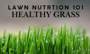 Lawn Nutrition 101: Healthy Grass image with vibrant green grass showcasing tips for maintaining a healthy lawn.