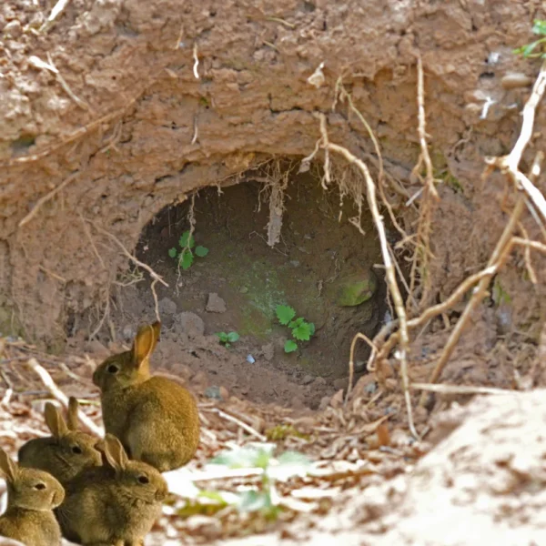 ACTA Rabbit Smoker Blower Kit – Smoke-Based Solution for Detecting Rabbit Burrow Openings