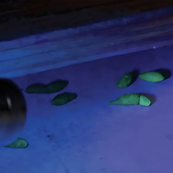 Detex Blox with Lumitrack – non-toxic rodent bait that helps identify rodent activity with a unique luminescent tracer.