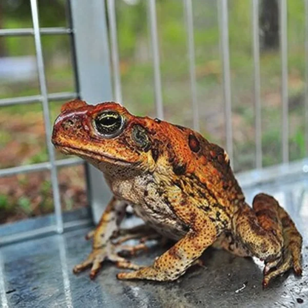 ACTA-ATTRACTA™ unit for the Toadinator cane toad trap, showing the solar panel, light, and speaker.