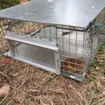 Assembled Toadinator cane toad trap, featuring one-way finger doors, solar panel, and sound attractor.